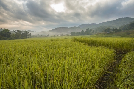 rice field on stepsの写真素材