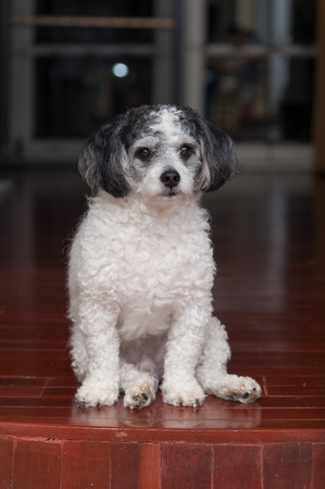 a dog sitting on wood floorの写真素材