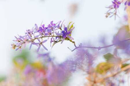 queen s wreath vine flower  purple wreath flower,sandpaper vine flower,Petrea volubilis  Linn  の写真素材