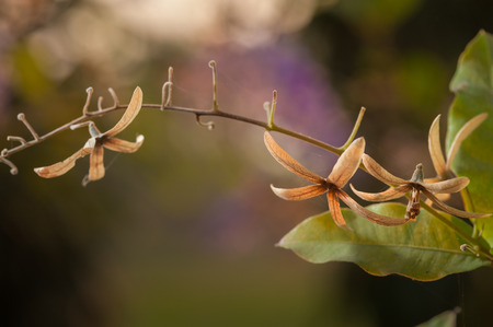 queen s wreath vine flower  purple wreath flower,sandpaper vine flower,Petrea volubilis  Linn  の写真素材