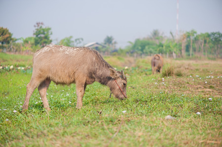 Buffalo in the field of Thailand の写真素材