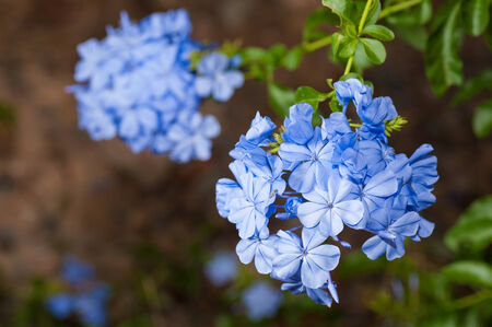 Plumbago auriculata Lam  