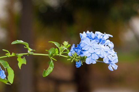 Plumbago auriculata Lam. , widely known as Plumbago Capensis. Other common names: Cape Plumbago, Cape Leadwort, and Blue Plumbago. Tropical, evergreen, flowering shrub.の写真素材