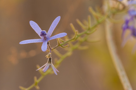 queen s wreath vine flower  purple wreath flower,sandpaper vine flower,Petrea volubilis  Linn  の写真素材
