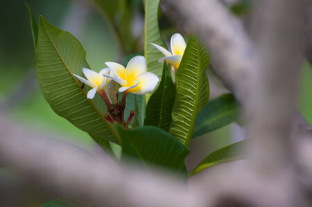 white frangipani Plumeria  flowers with leaves in backgroundの写真素材
