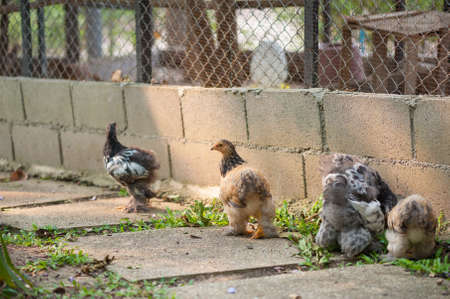 chickens in country farmの写真素材