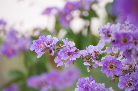 Lagerstroemia floribunda, flowers in summer time.の写真素材