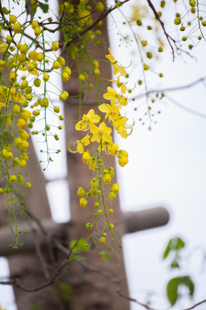 Golden Shower, Purging Cassia ( Cassis fistula Linn ) Thailand national flowerの写真素材