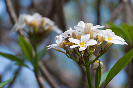 Plumeria treeの写真素材