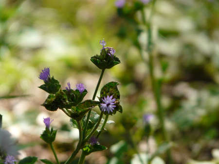 violet flower settingの写真素材