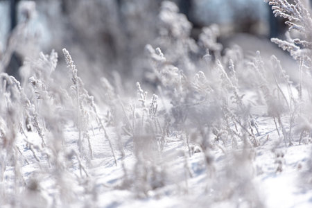Close-up of a grass covered with hoarfrost in winterの写真素材