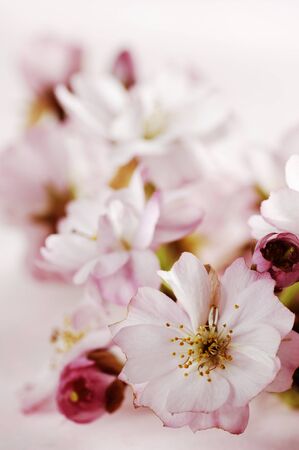 pink japanese cherry blossoms serie, selective focusの写真素材