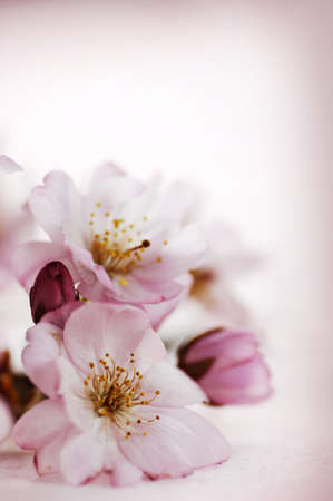 pink japanese cherry blossoms serie, selective focusの写真素材
