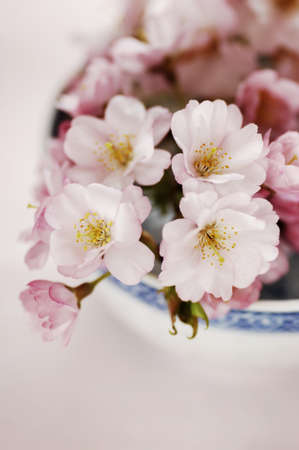 pink japanese cherry blossom on a bowl, selective focusの写真素材