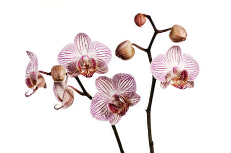 Pink striped Orchids on whiteの写真素材