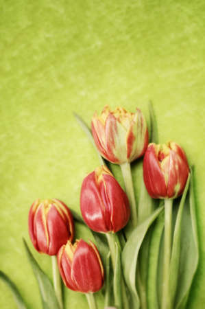 red tulips on green background, selective focusの写真素材