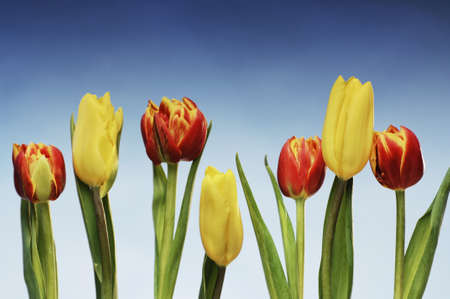 red and yellow tulips in front of a blue backgroundの写真素材