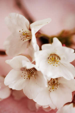 white cherry blossoms close-up on pink background, selective focusの写真素材