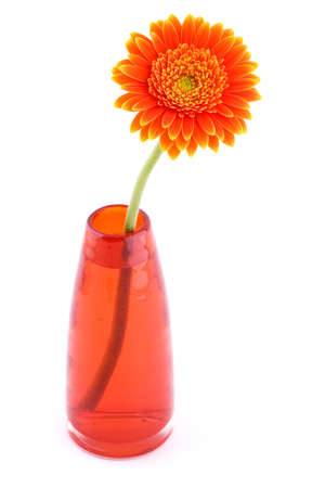 Orange gerber daisy in a vase on whiteの写真素材
