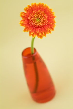 Orange gerbera, shallow DOFの写真素材