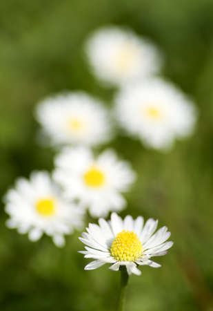 Some daisies, shallow DOFの写真素材