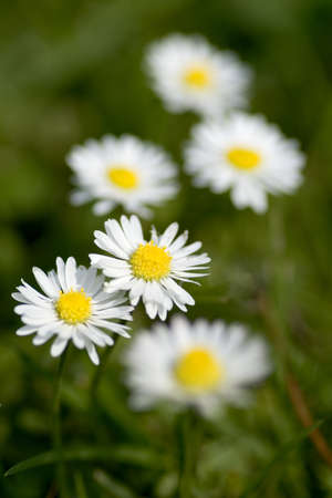 Some daisies, shallow DOFの写真素材