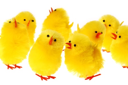 Group Of Easter Chicken, white backgroundの写真素材