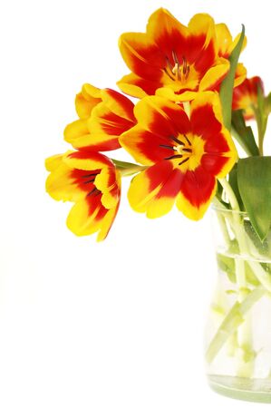 Colorful Tulips In A Vase, white backgroundの写真素材