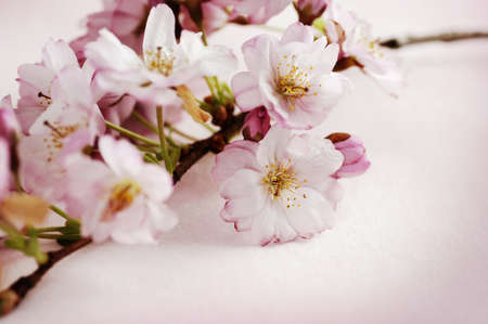 a branch of pink cherry blossoms on pink background, selective focusの写真素材