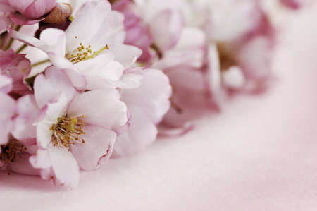 pink japanese cherry blossoms serie, selective focusの写真素材