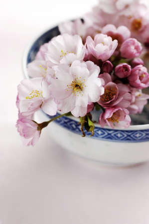 pink japanese cherry blossom on a bowlの写真素材