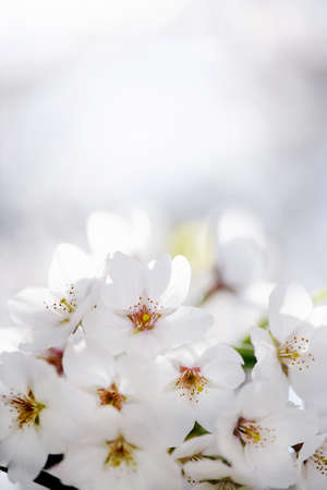 Japanese cherry blossom, very shallow DoFの写真素材