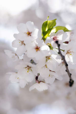 Japanese cherry blossom, very shallow DoFの写真素材