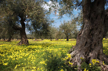 Old Olive Trees In Flower Meadowの写真素材