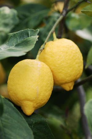 Lemon Tree With Fruitsの写真素材