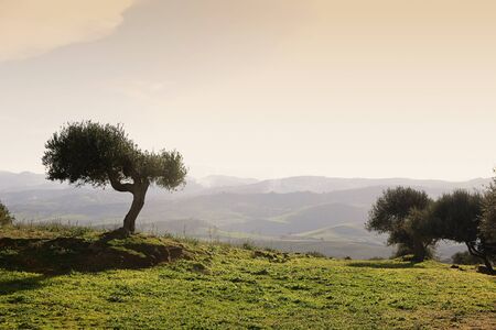 Sicilian landscape with olive treeの写真素材