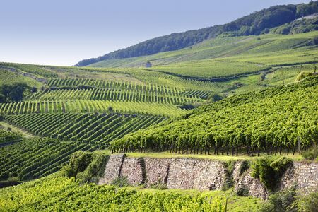 Rheingau Riesling Vineyards near the Niederwalddenkmalの写真素材