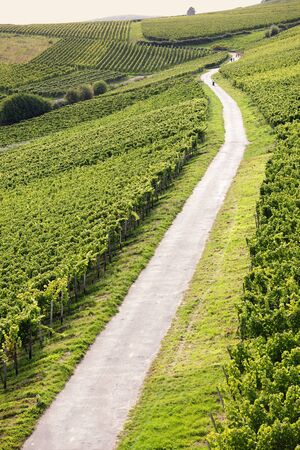 Path in Rheingau Riesling Vineyards near the Niederwalddenkmalの写真素材