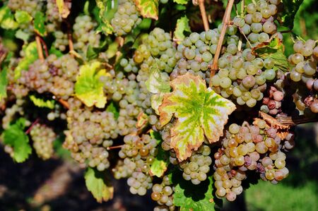 Overripe grapes on old vinesの写真素材