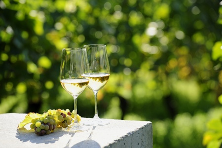 Two glasses of white wine (Risling) in vineyardの写真素材