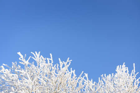 Frozen branches against blue skyの写真素材
