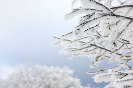 Winter landscape with snow covered trees