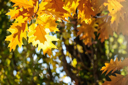 Colorful Autumn Leaves, selective focus