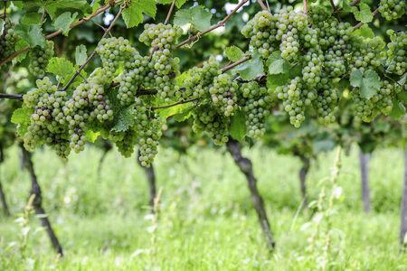Riesling Vineyard with ripe grapes