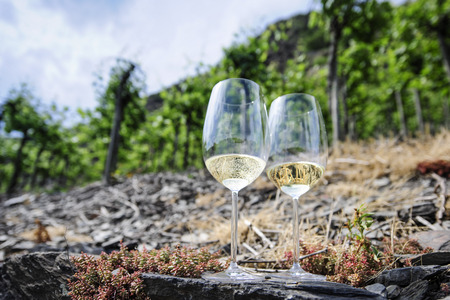 Two glasses of white wine, Vineyards at the Mosel, Germanyの写真素材