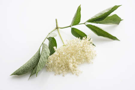 Elderflower on white backgroundの写真素材