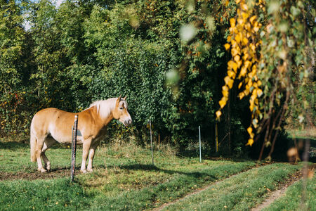 Fenced Horse standing on a meadow in autumnの写真素材