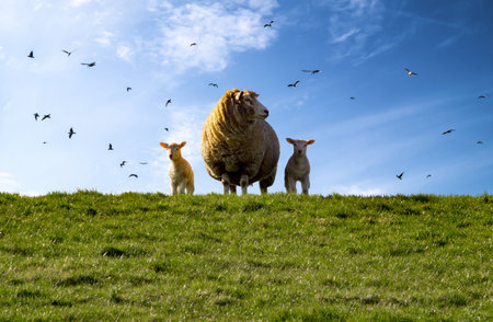 Sheep, dike, lambs, North Sea