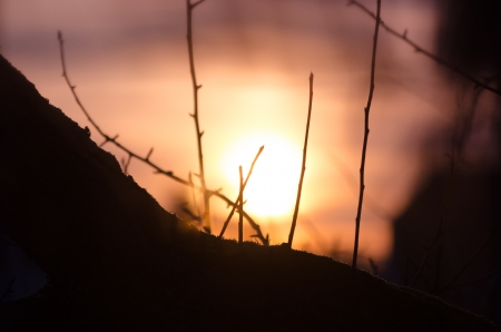 Dramatic sunset with tree silhouetteの写真素材