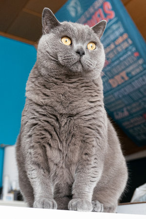 Gray British Shorthair cat sitting in front of a blue wall looking awayの写真素材